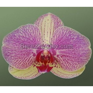 Орхидея 2 ветки (washington)